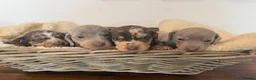 Miniature Dachshund dogs for sale: Rainbow Litter of Dachdhund Babies - Advert 2