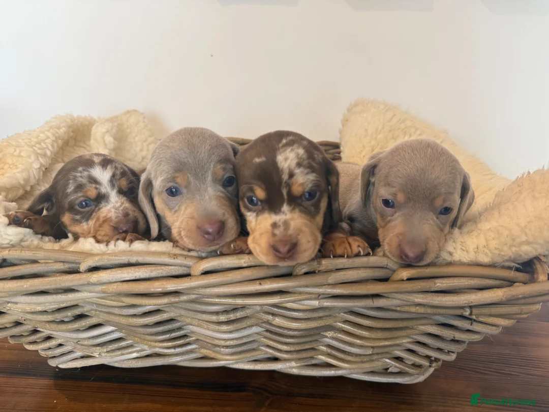 Miniature Dachshund dogs for sale: Rainbow Litter of Dachdhund Babies - Advert 2