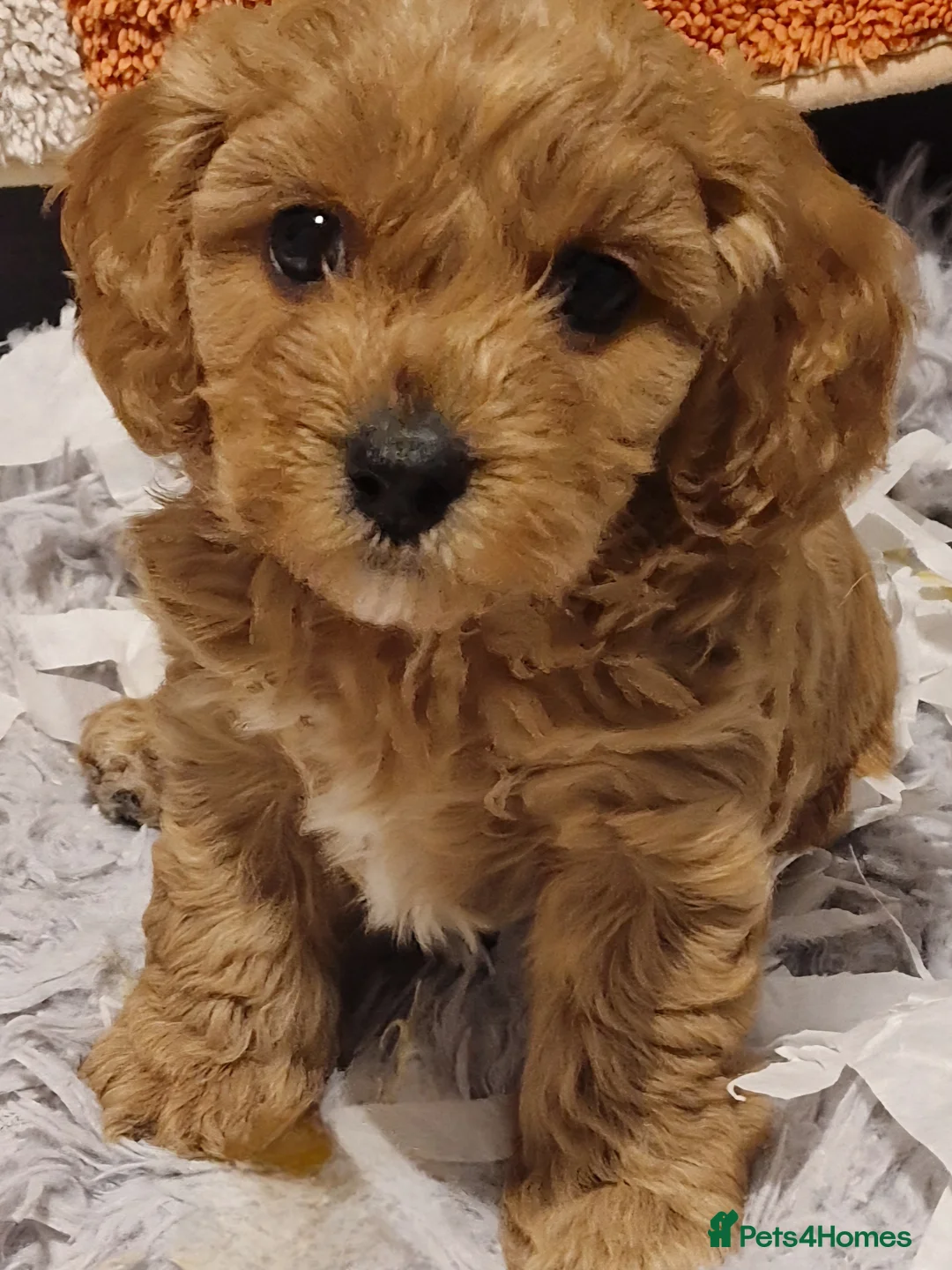 Cavachon dogs for sale: Gorgeous cavapoochons puppies for sale  - Advert 2