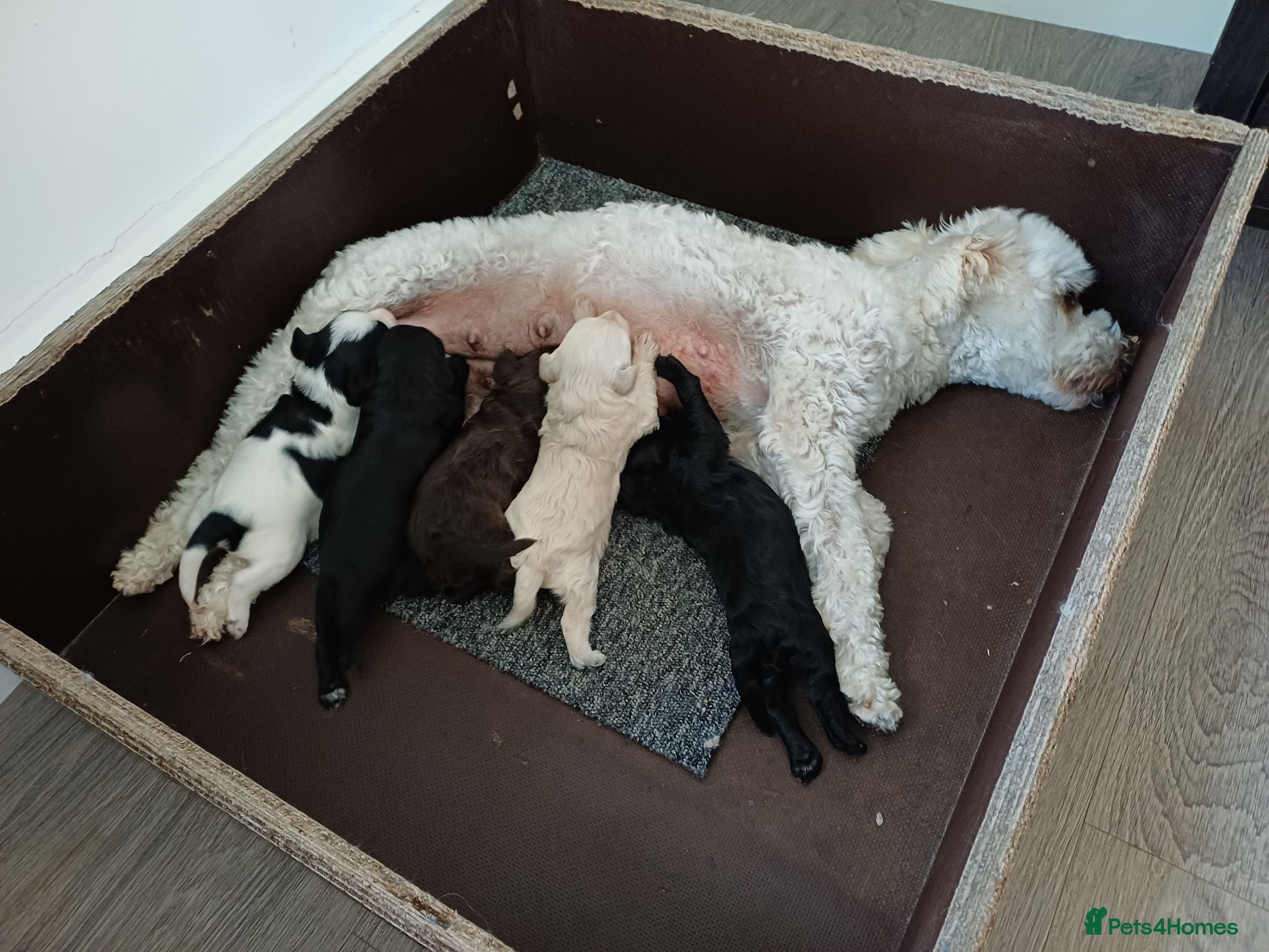 Mixed Breed dogs Multipoo X Miniature Schnauzer beautiful pups - Advert 1