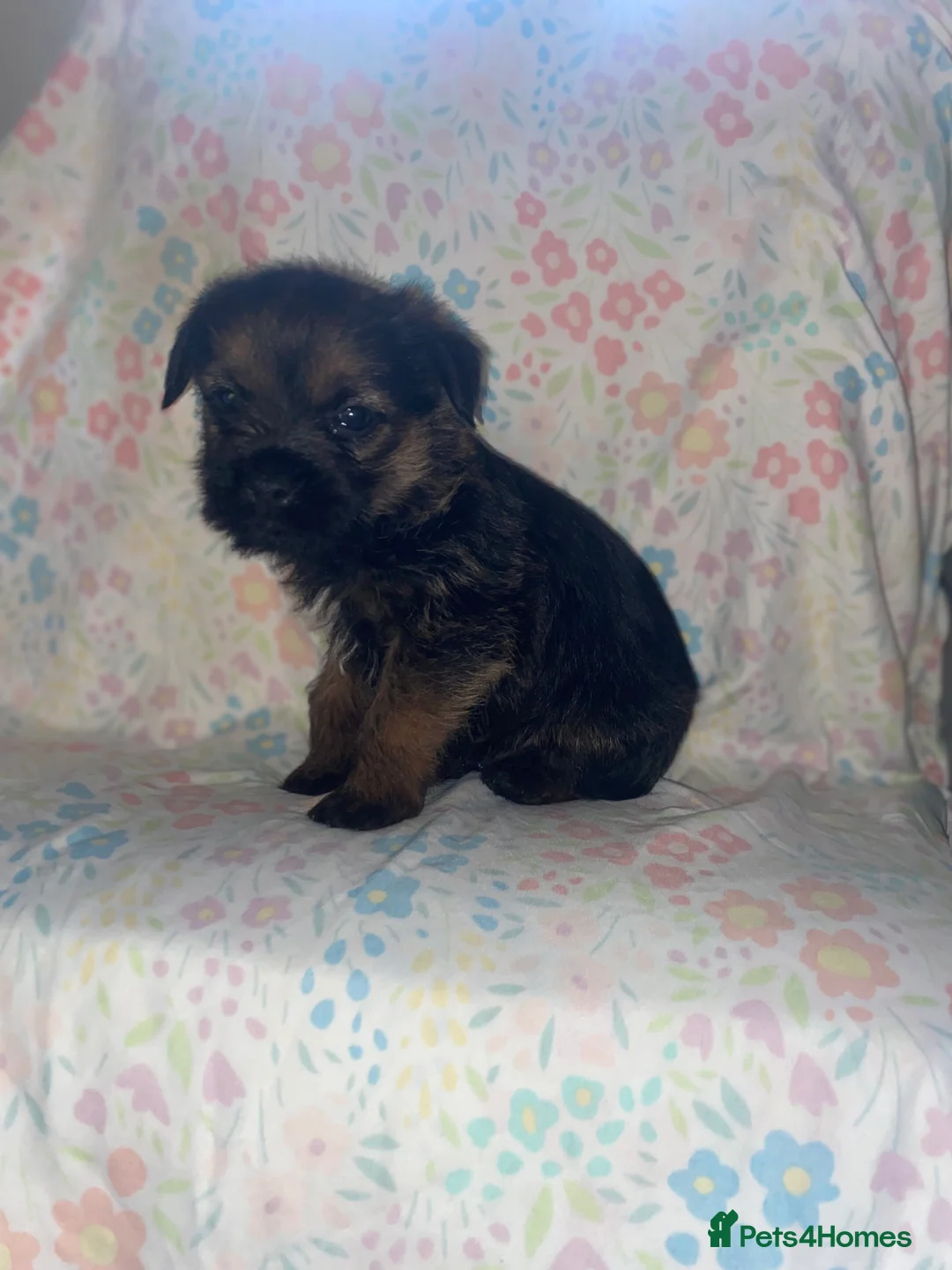 Border Terrier dogs for sale: 4 beautiful border terrier boys left  - Advert 21