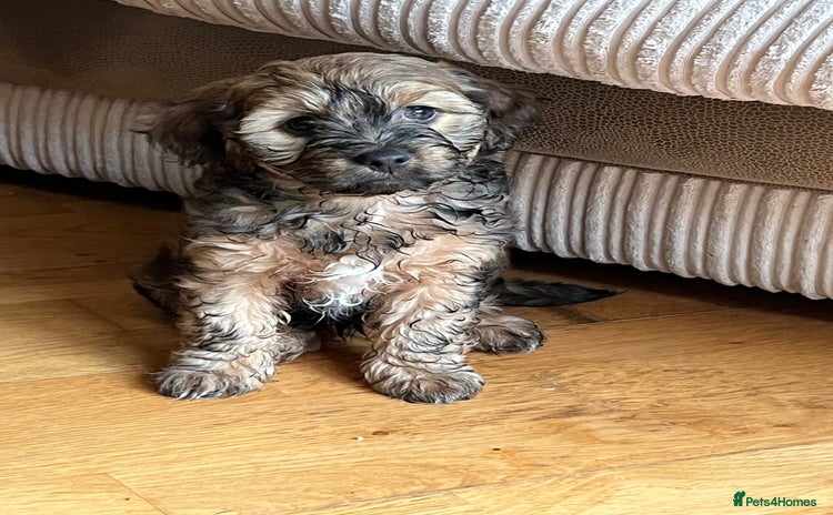 Mixed Breed dogs - Advert 1