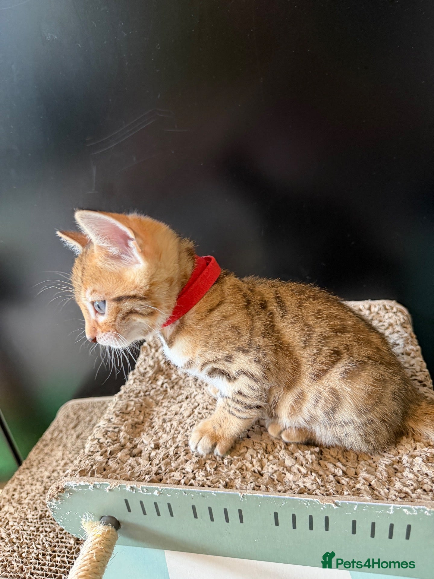 Bengal cats 🐾 Purebred Bengal Kittens for Sale 🐾 - Advert 2