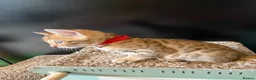 Bengal cats for sale: 🐾 Purebred Bengal Kittens for Sale 🐾 - Advert 3