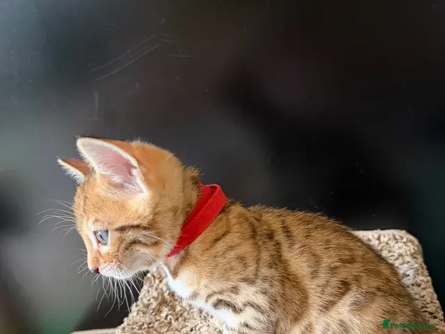 Bengal cats for sale: 🐾 Purebred Bengal Kittens for Sale 🐾 - Advert 2