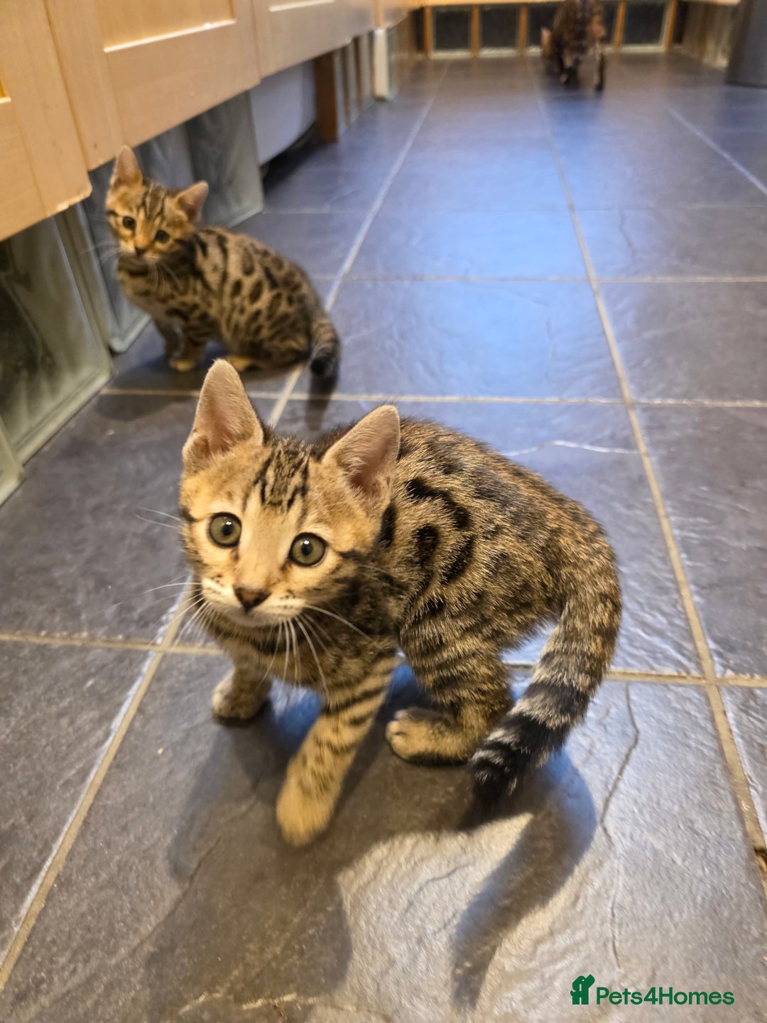 Bengal cats for sale: Outstanding quality Brown rosetted bengal kittens  - Advert 30