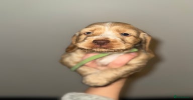 Cocker Spaniel dogs KC show cocker spaniels- simbawood lines - Advert 12