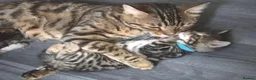 Mixed Breed cats for sale: Milo - Baby Boy Bengal & Ginger Tabby 9weeks - Advert 5
