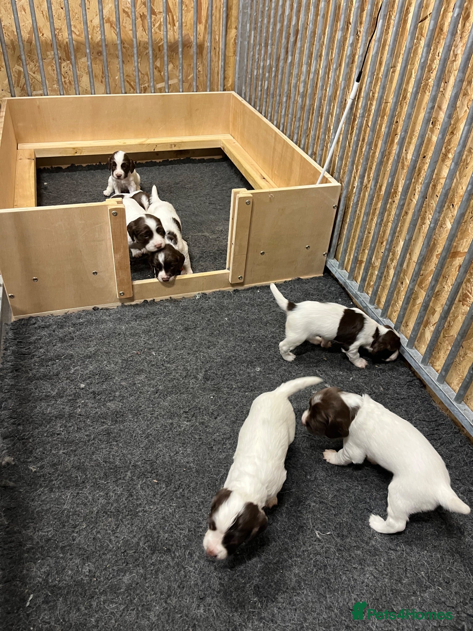 English Springer Spaniel dogs FTCh x OFTW dog puppy available  - Advert 2