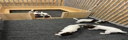 English Springer Spaniel dogs for sale: FTCh x OFTW dog puppy available  - Advert 2