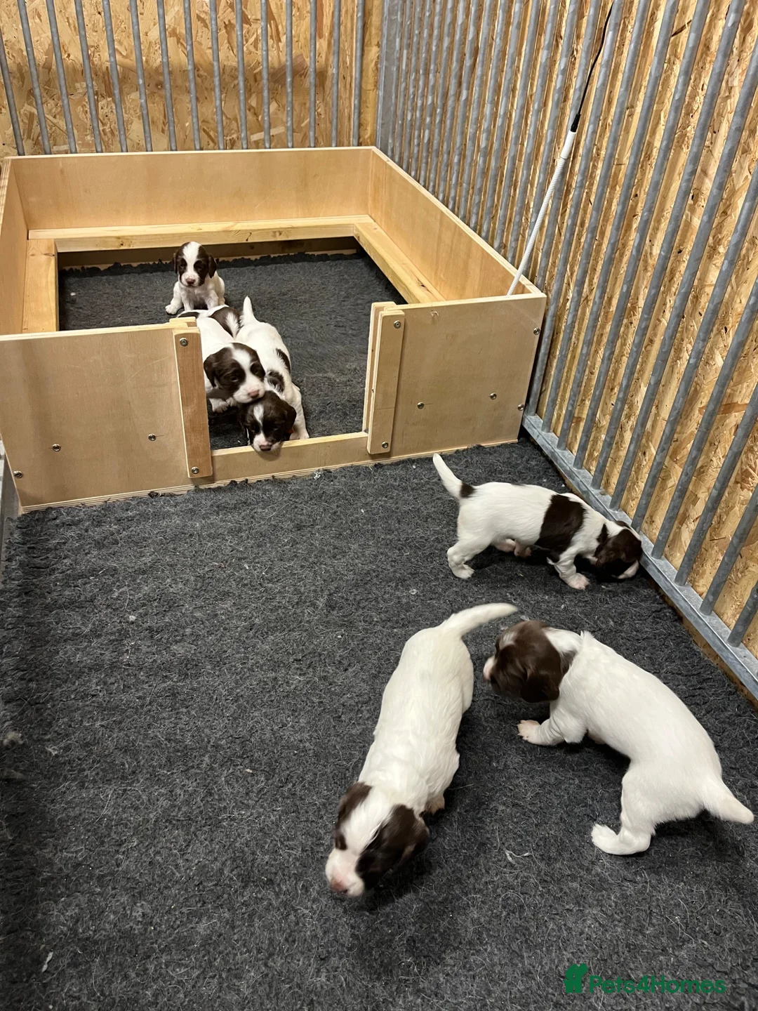 English Springer Spaniel dogs for sale: FTCh x OFTW dog puppy available  - Advert 2