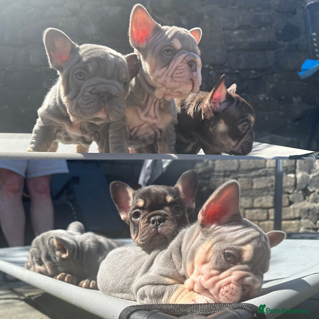French Bulldog dogs for stud: Visual Big 🧶 Fluffy Stud in Abertillery - Image 23