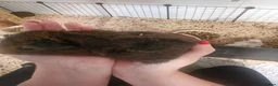 Guinea Pig rodents for sale: Female guinea pigs  - Advert 5