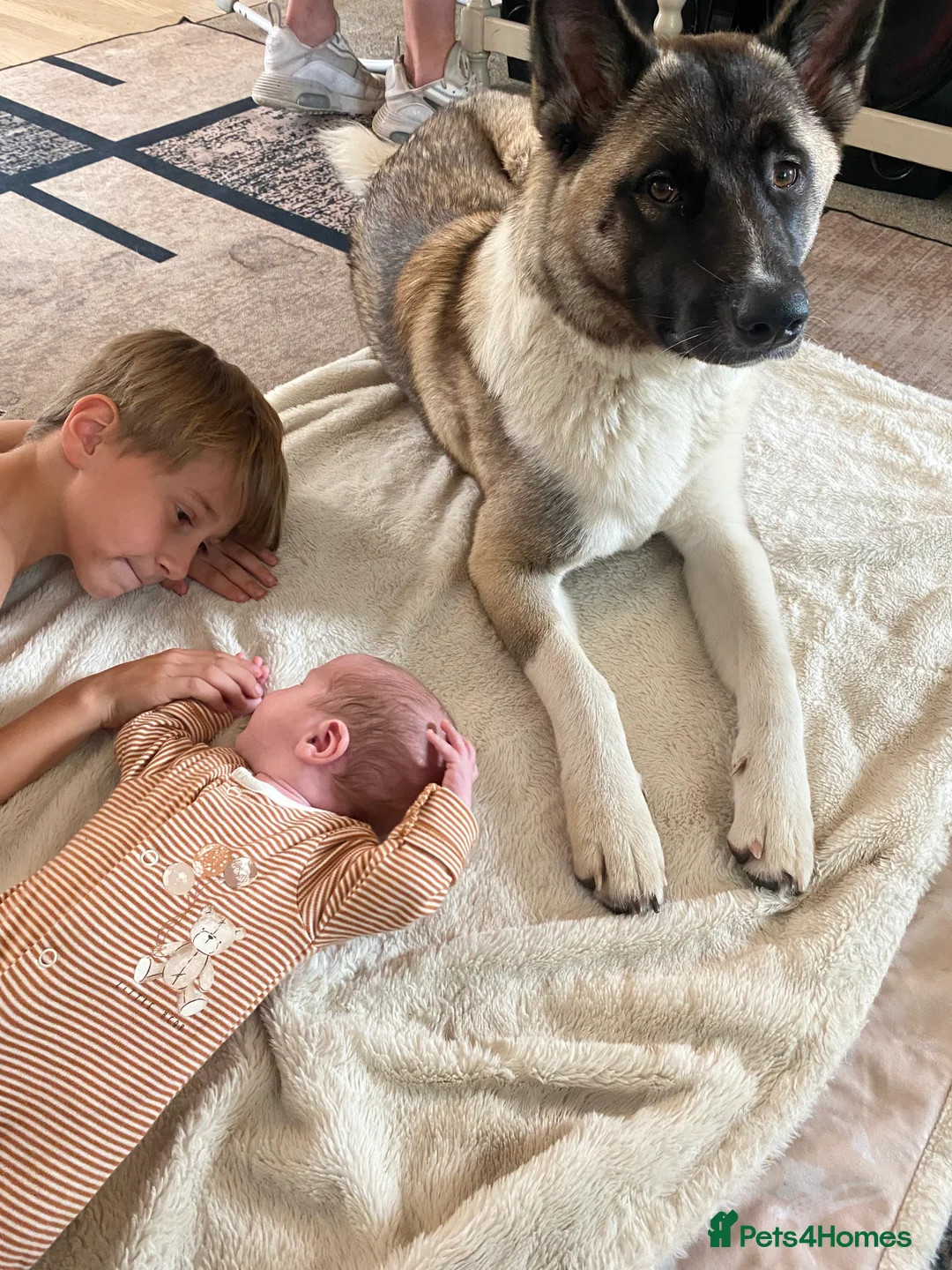 Akita dogs for sale: Lola Akita  - Advert 6