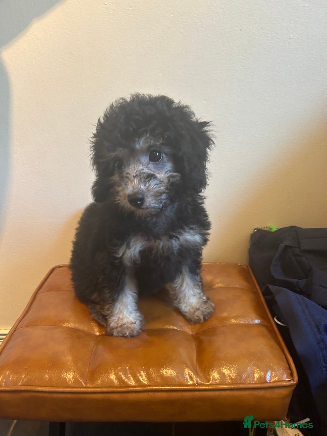 Cavapoo dogs for sale: DNA tested Cavapoo's, licensed breeder  in Battle - Image 2