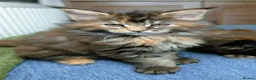 Maine Coon cats for sale: Stunning maine coon kittens  - Advert 5