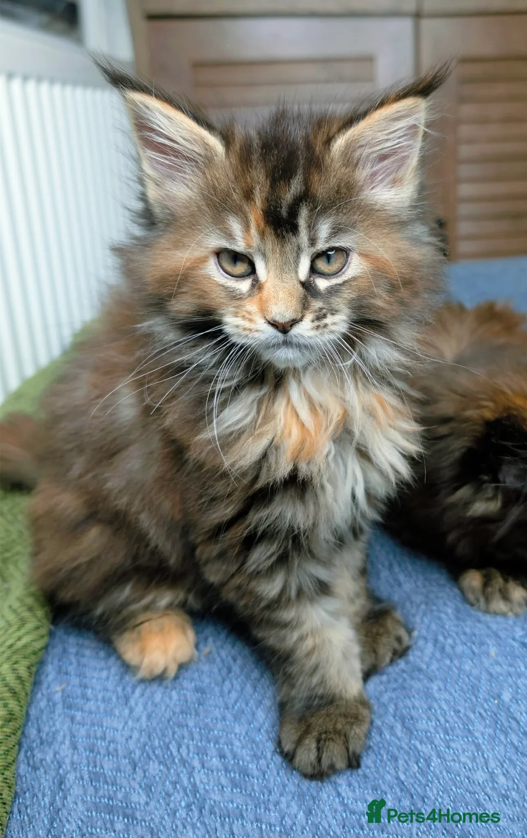 Maine Coon cats for sale: Stunning maine coon kittens  - Advert 5