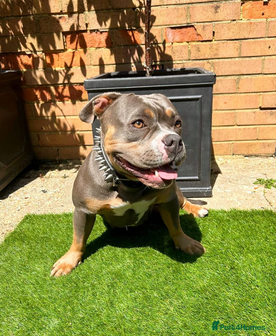American Bully dogs for sale: Blue Tri Female Pocket Bully For Sale - Advert 3