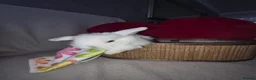 Mini Lop rabbits for sale: blue-eyed girls mini lop - Advert 5