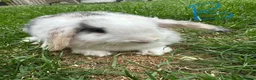 Mini Lop rabbits for sale: Mini Lop Rabbits For Sale  - Advert 17
