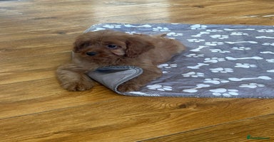Cavapoo dogs - Advert 1