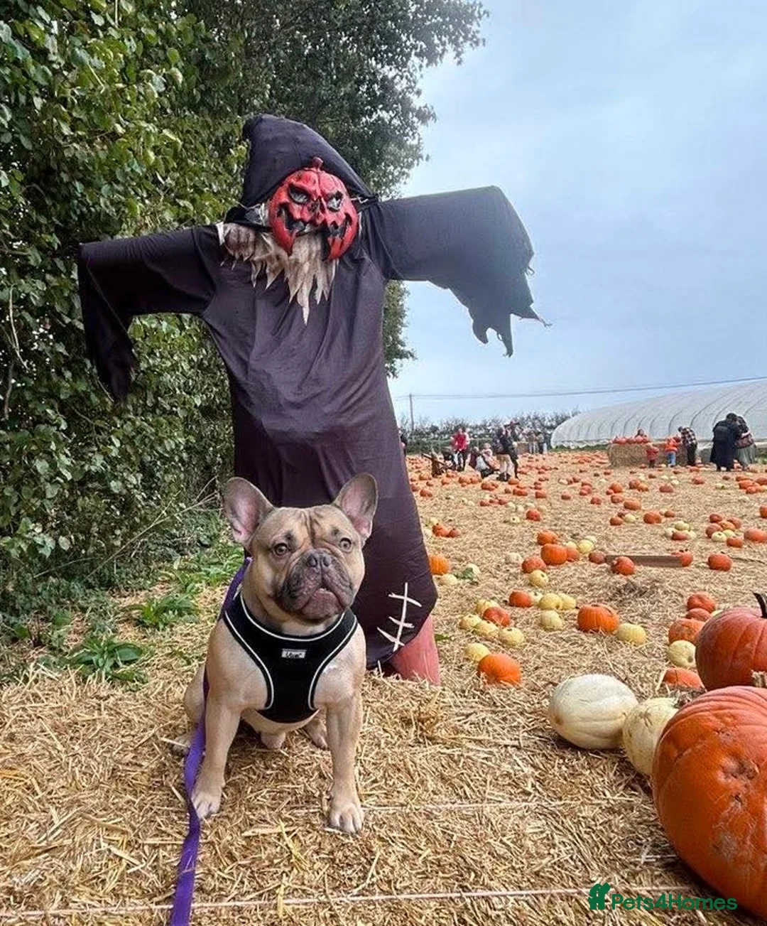 French Bulldog dogs for sale: Gorgeous frenchie for ADULT only home.  - Advert 2