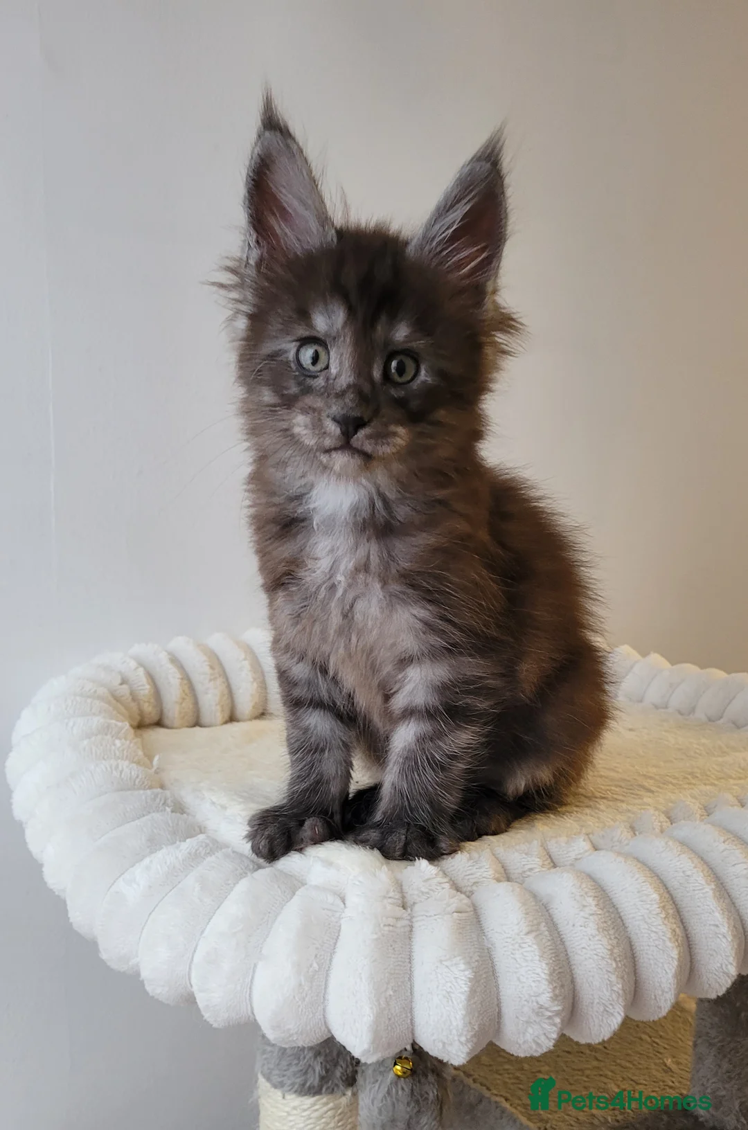 Maine Coon cats for sale: Tica registered Maine coon kittens  - Advert 3