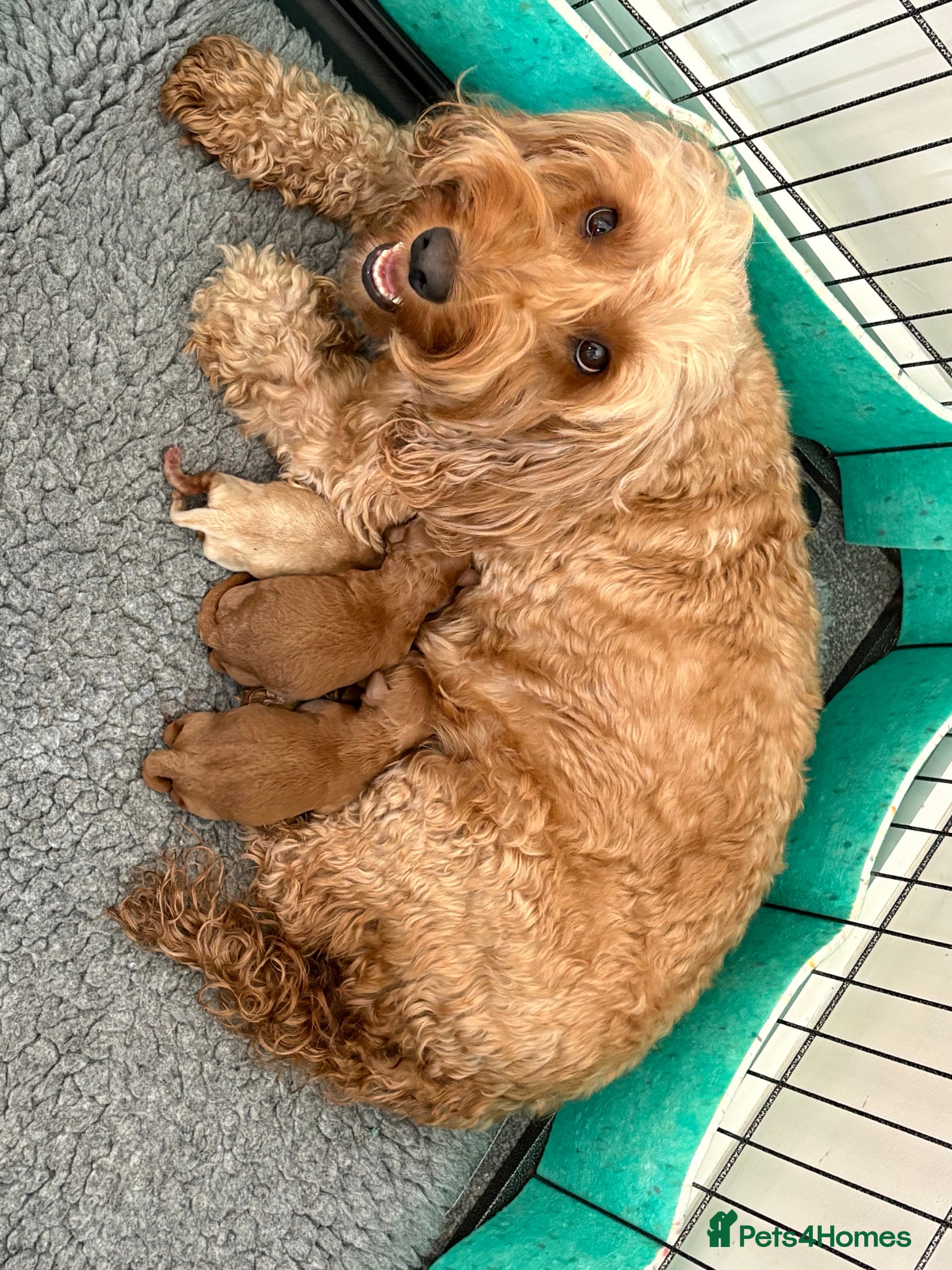 Cockapoo dogs for sale: Stunning F1B cockapoo puppies  - Advert 2