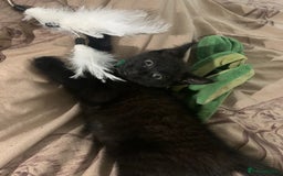 Mixed Breed cats for sale: Kitten NOW REDUCED  - Image 1