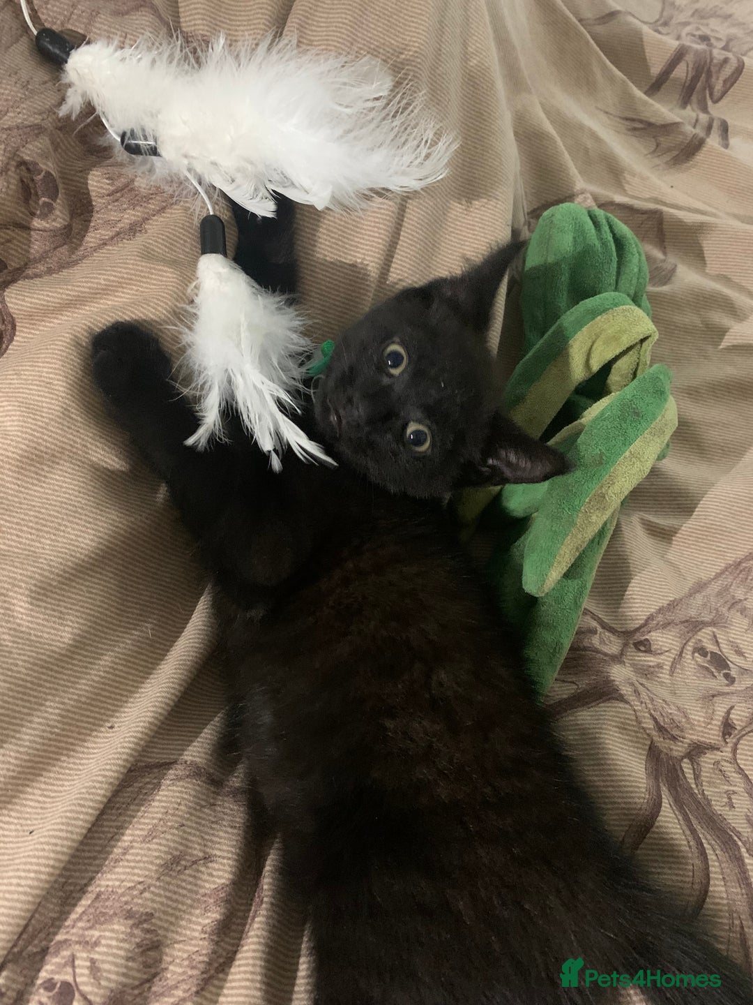 Mixed Breed cats for sale: Kitten NOW REDUCED  - Image 1