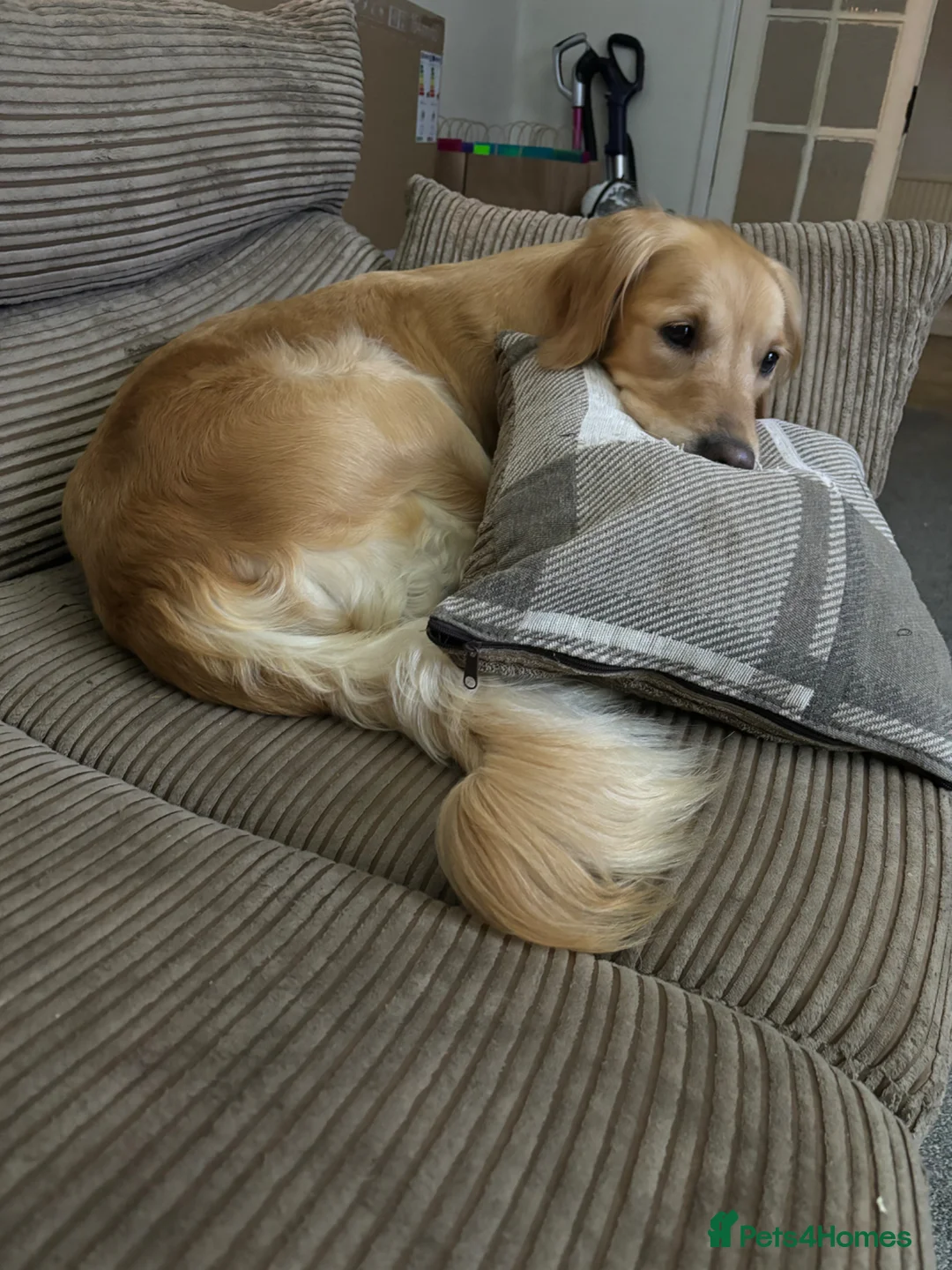 Golden Retriever dogs for sale: KC REGISTERED GOLDEN RETRIEVER PUPPIES - Advert 2