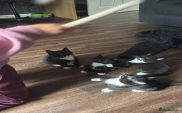 Domestic Shorthair cats for sale: Adorable Black & White Kittens 8 Weeks Old - Image 1