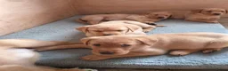 Labrador Retriever dogs for sale: Labrador puppies in Scarborough - Advert 7