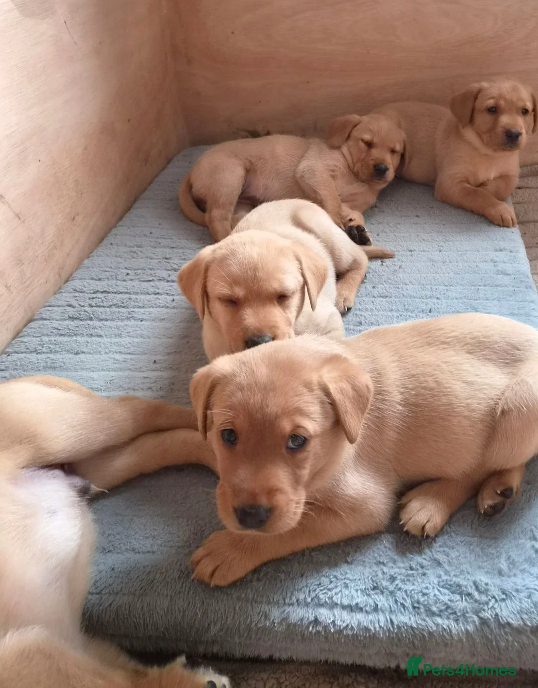 Labrador Retriever dogs for sale: Labrador puppies in Scarborough - Advert 7