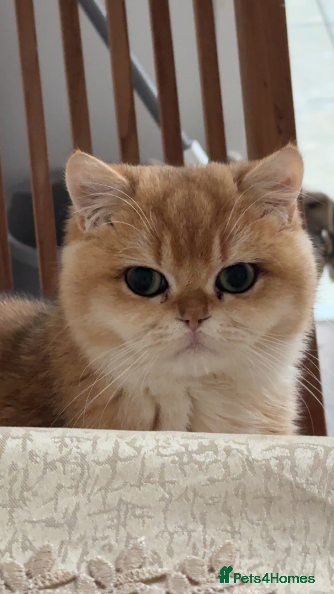 British Shorthair cats Gorgeous NY12 Golden British Shorthair Chinchilla  - Advert 10