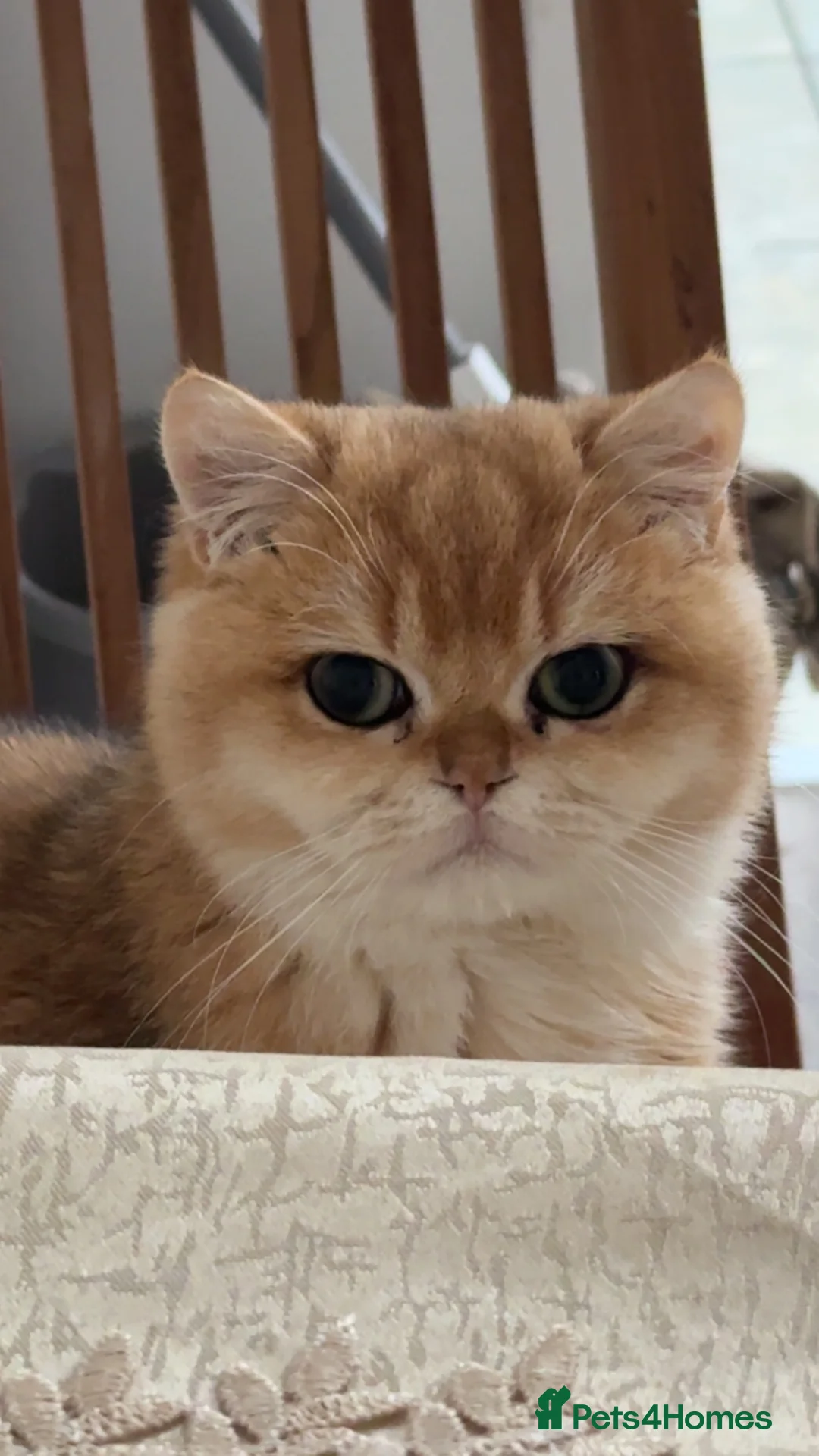 British Shorthair cats for sale: Gorgeous NY12 Golden British Shorthair Chinchilla  - Advert 1