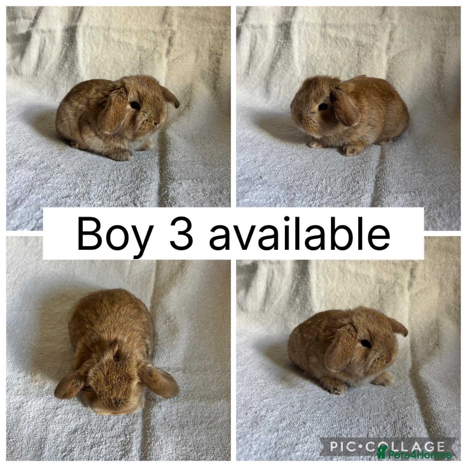 Mini Lop rabbits 6 beautiful baby mini lops ready to reserve - Advert 2