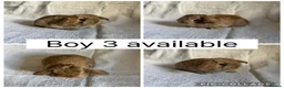 Mini Lop rabbits for sale: 6 beautiful baby mini lops ready to reserve - Advert 4