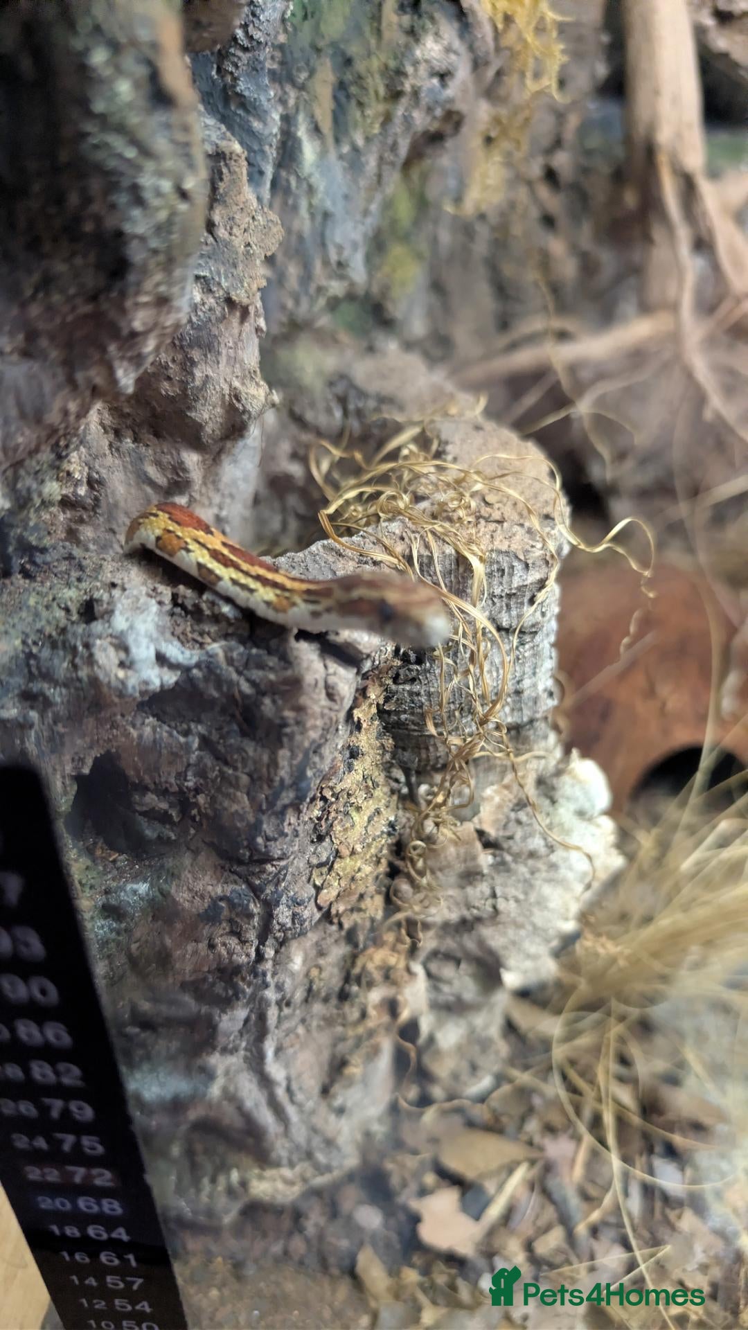 Corn Snake reptiles Corn snake with enclosure - Advert 1