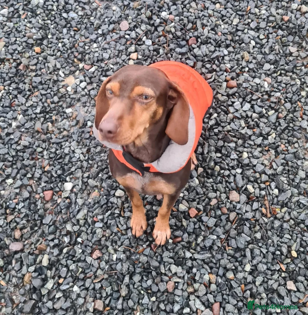 Mixed Breed dogs for adoption: Sienna is looking for her forever family  - Advert 9