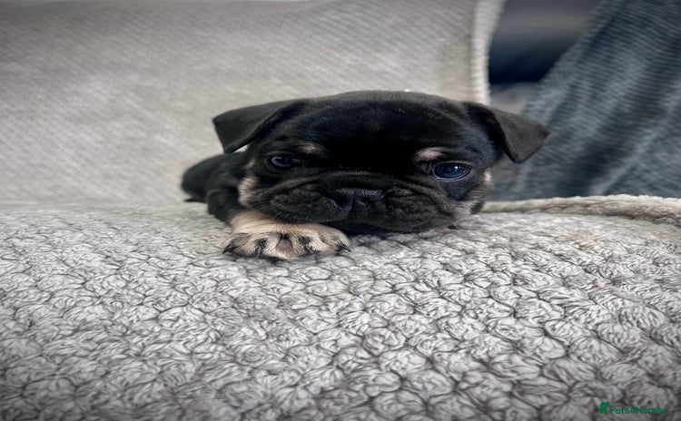 French Bulldog dogs - Advert 2