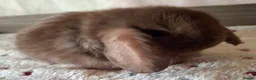 Mini Lop rabbits for sale: Various ages - Advert 4