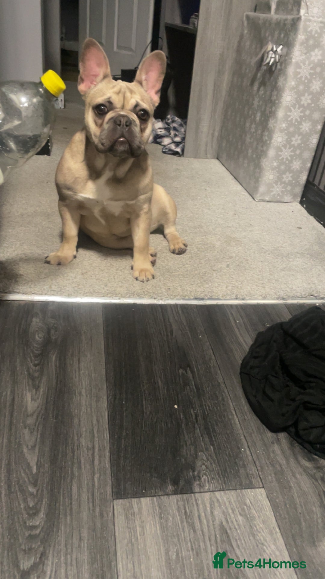 French Bulldog dogs for sale: Female French bulldog  - Advert 3