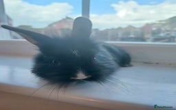 Dwarf Lop rabbits for sale: A cute little rabbit - Image 1