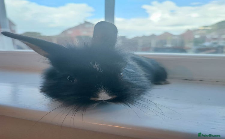 Dwarf Lop rabbits - Advert 1