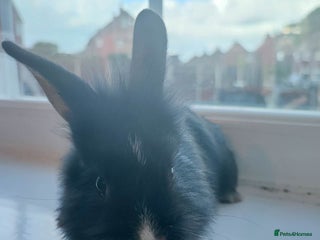 Dwarf Lop rabbits - Advert 25