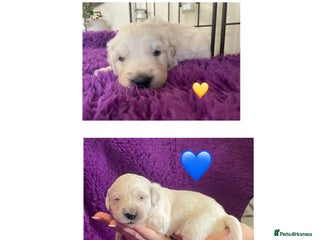 Golden Retriever dogs KC Reg Cream Boys from health tested parents. - Advert 2