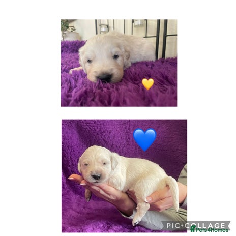 Golden Retriever dogs KC Reg Cream Boys from health tested parents. - Advert 8