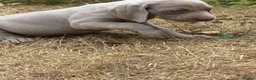 Weimaraner dogs for sale: 🐶KC Registered Weimaraner Puppies 🐶 - Advert 9