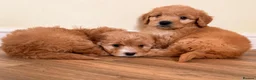Cockapoo dogs for sale: Beautiful puppies ready to go  - Advert 19